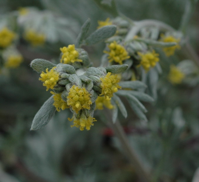 <i>Artemisia umbelliformis</i> Lam.
