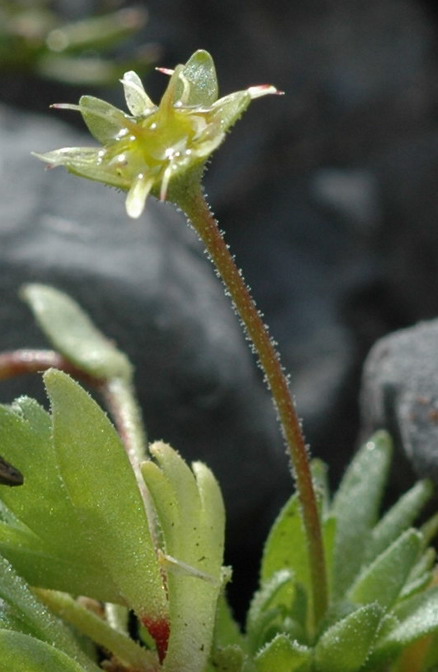 <i>Saxifraga aphylla</i> Sternb.