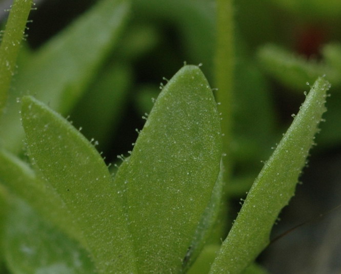<i>Saxifraga aphylla</i> Sternb.