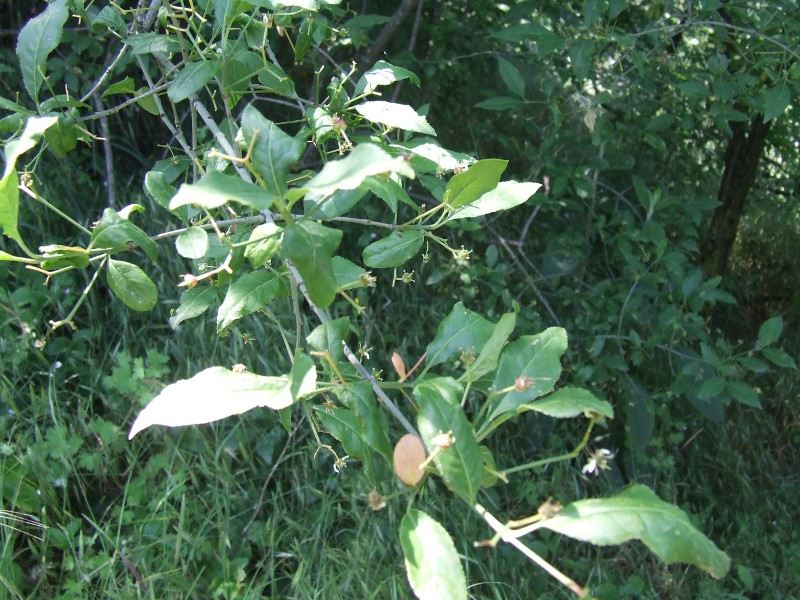 <i>Prunus fruticosa</i> Pall.