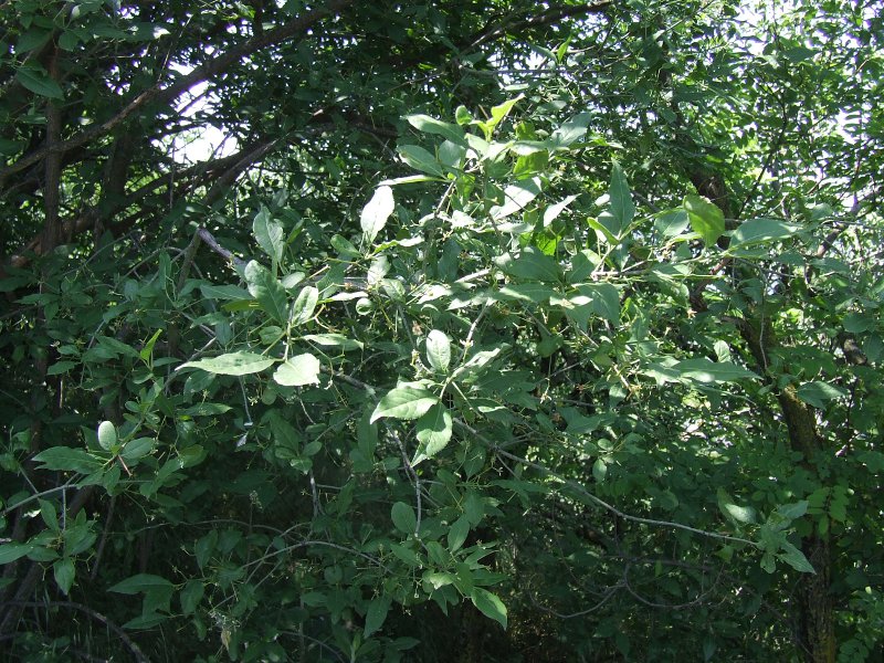 <i>Prunus fruticosa</i> Pall.
