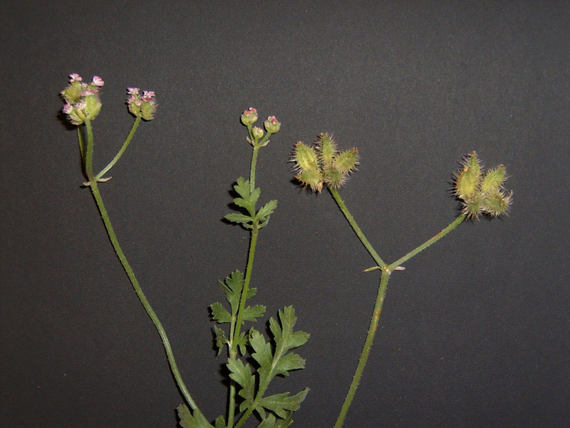 <i>Turgenia latifolia</i> (L.) Hoffm.