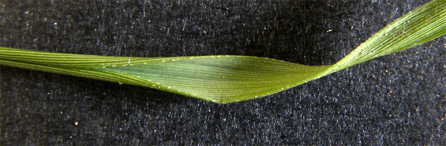 <i>Eragrostis minor</i> Host subsp. <i>minor</i>