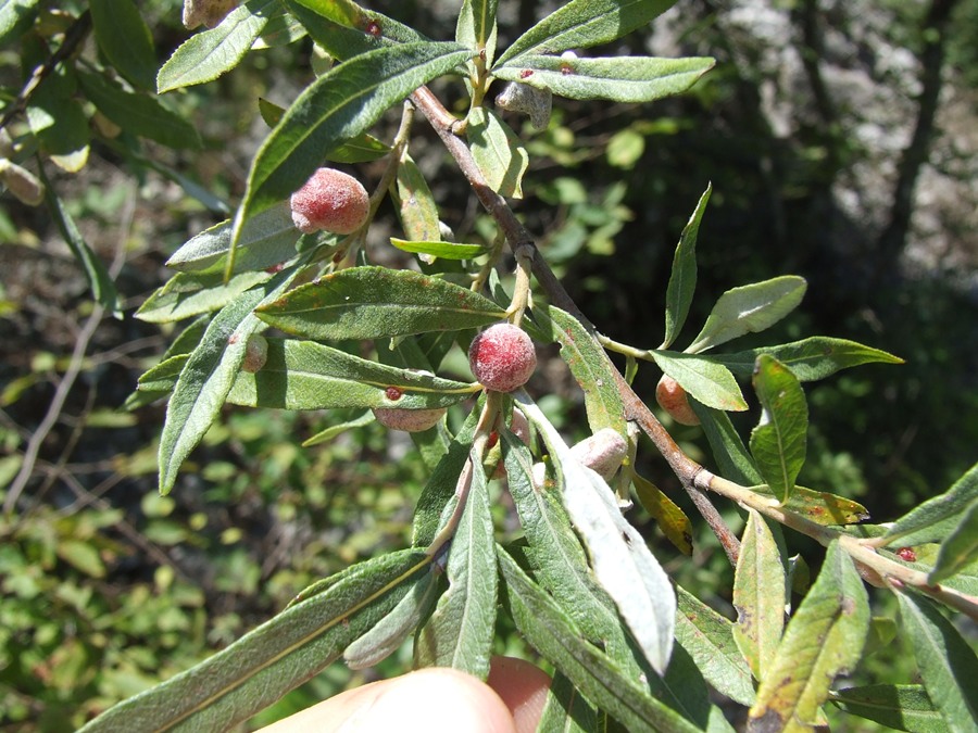 Galle su Salix eleagnos- Pontania kriechbaumeri 2.JPG