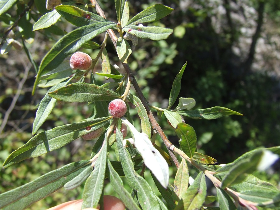 Galle su Salix eleagnos- Pontania kriechbaumeri 4.JPG