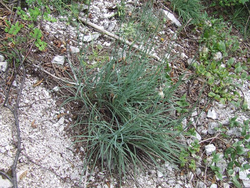 <i>Hieracium porrifolium</i> L.