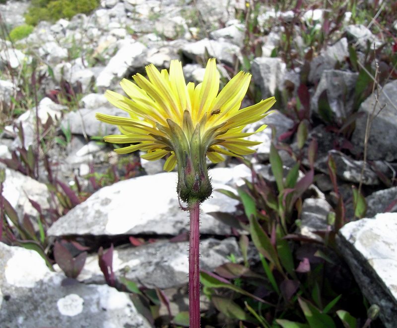 <i>Sonchus bulbosus</i> (L.) N.Kilian & Greuter subsp. <i>bulbosus</i>