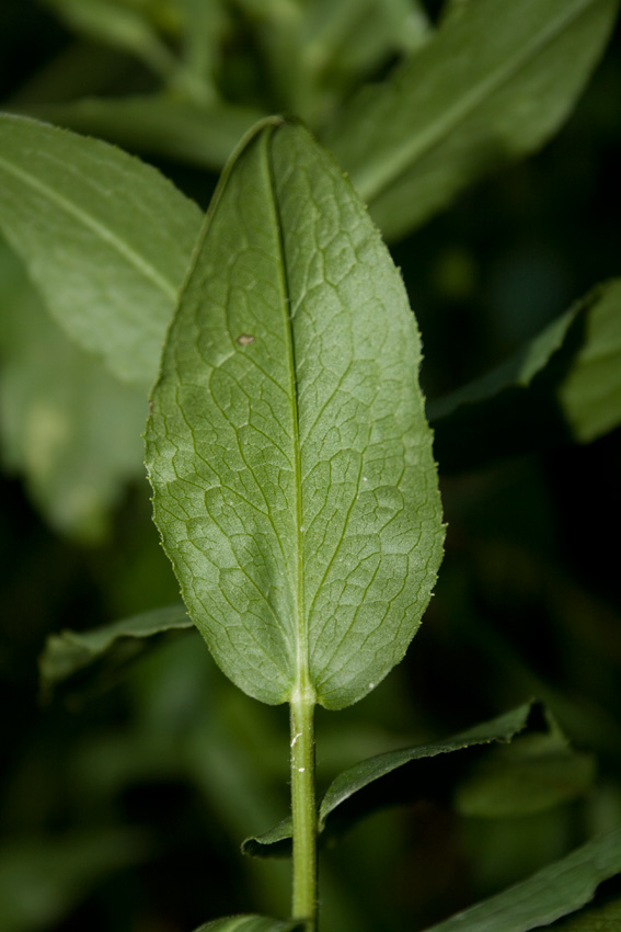 <i>Pentanema spiraeifolium</i> (L.) D.Gut.Larr., Santos-Vicente, Anderb., E.Rico & M.M.Mart.Ort.