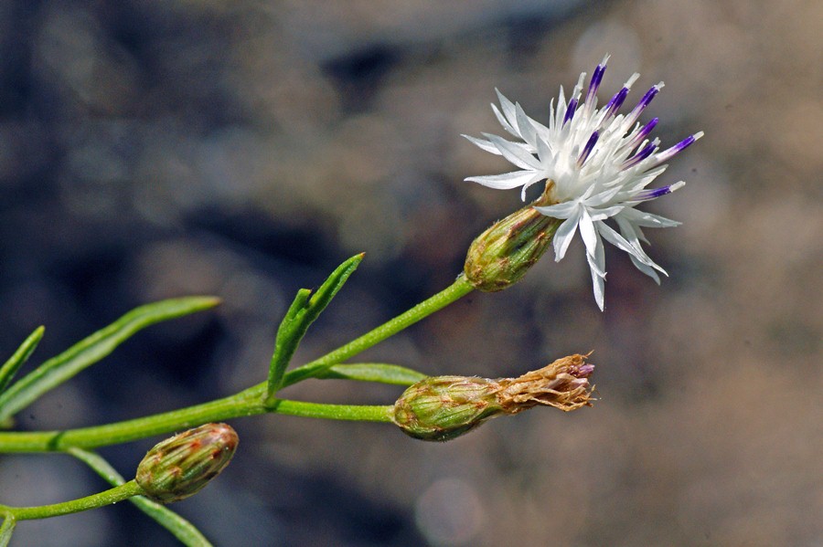 <i>Centaurea magistrorum</i> Arrigoni & Camarda