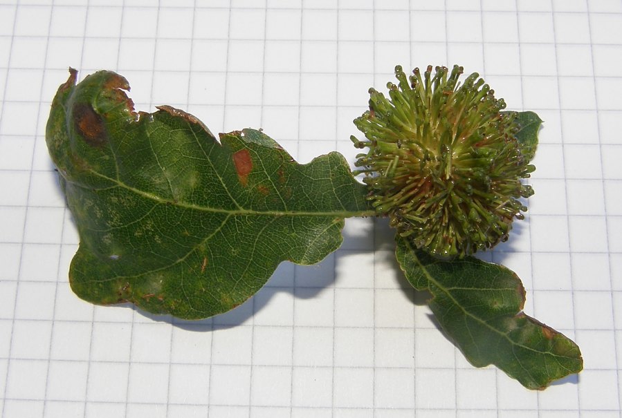 Andricus lucidus (Hartig, 1843) su Quercus robur L.