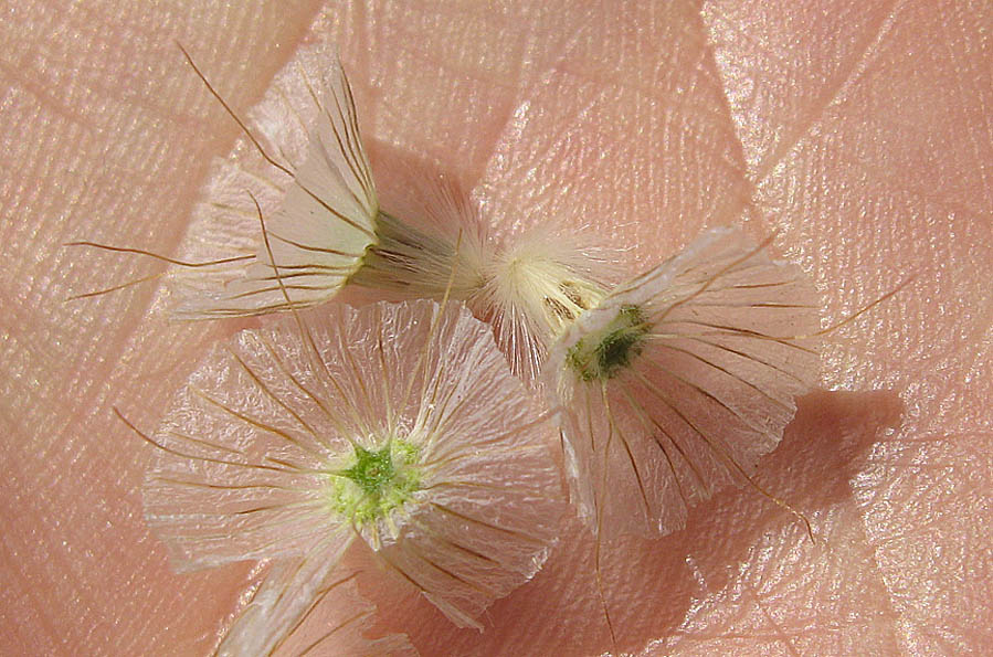 <i>Lomelosia crenata</i> (Cirillo) Greuter & Burdet subsp. <i>pseudisetensis</i> (Lacaita) Greuter & Burdet