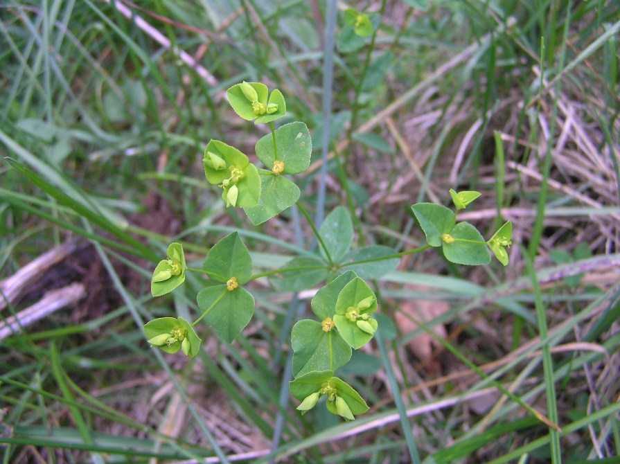 <i>Euphorbia angulata</i> Jacq.