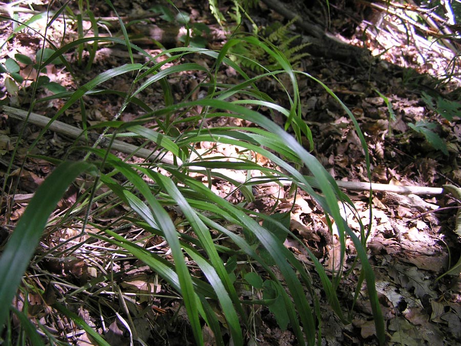 <i>Brachypodium sylvaticum</i> (Huds.) P.Beauv. subsp. <i>sylvaticum</i>