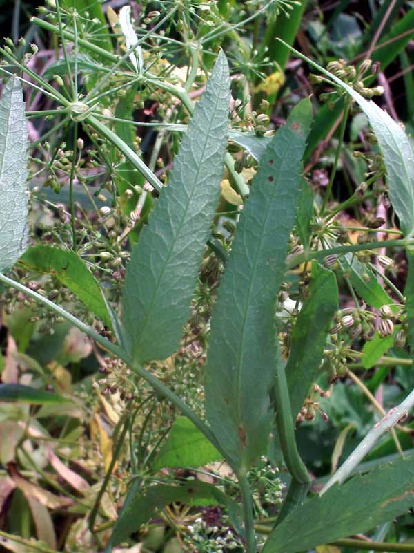 <i>Sium latifolium</i> L.