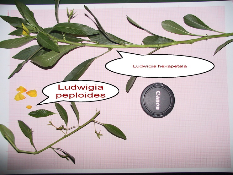 <i>Ludwigia hexapetala</i> (Hook. & Arn.) Zardini, H.Y.Gu & P.H.Raven