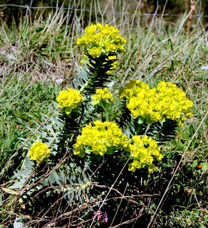 <i>Euphorbia rigida</i> M.Bieb.