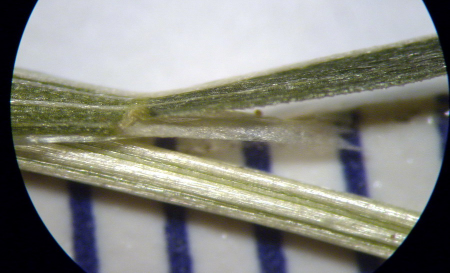 <i>Catapodium hemipoa</i> (Delile ex Spreng.) M.Laínz