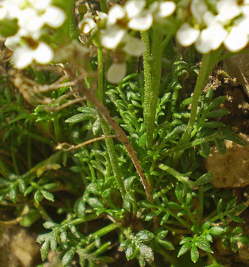 <i>Hornungia alpina</i> (L.) O.Appel subsp. <i>alpina</i>