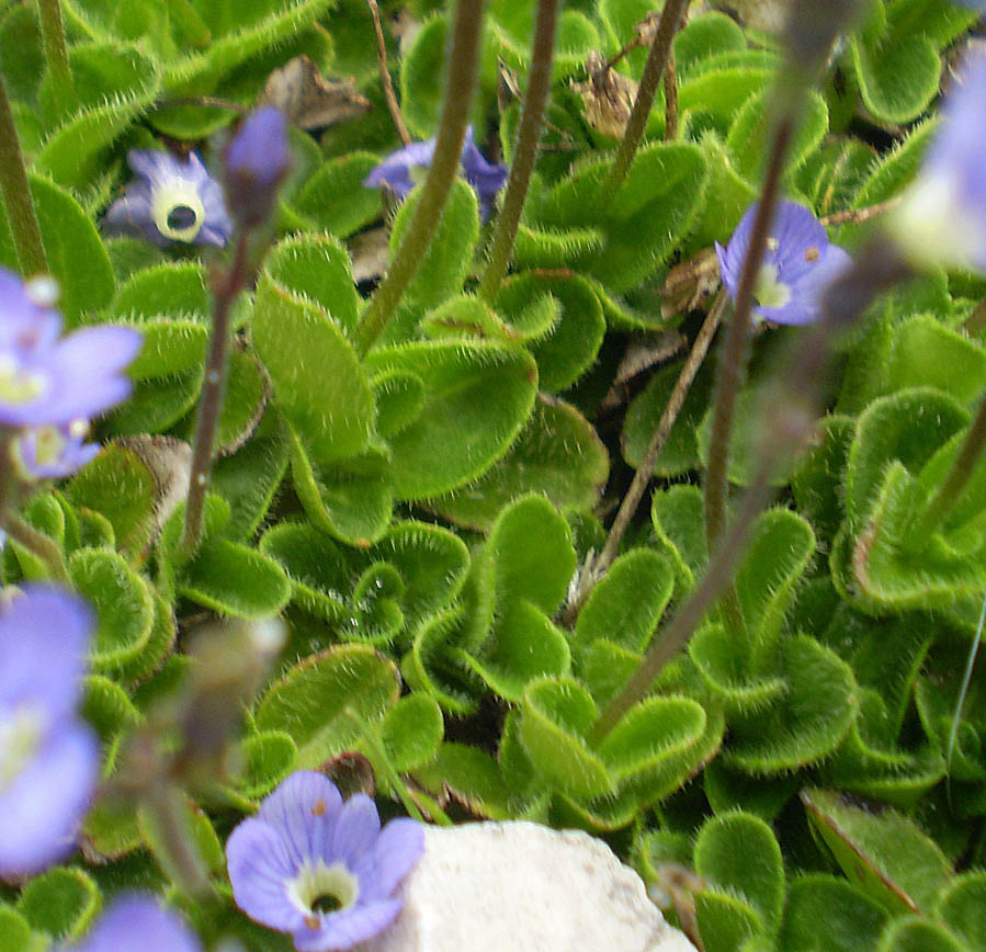 <i>Veronica aphylla</i> L. subsp. <i>aphylla</i>