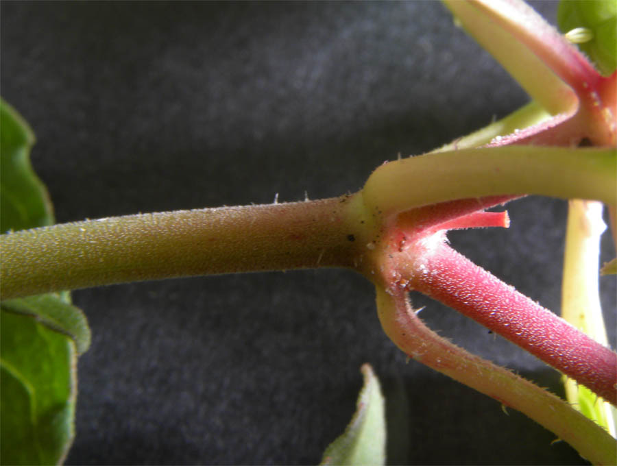 <i>Euphorbia davidii</i> Subils