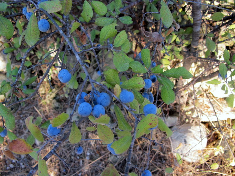 <i>Prunus domestica</i> L.