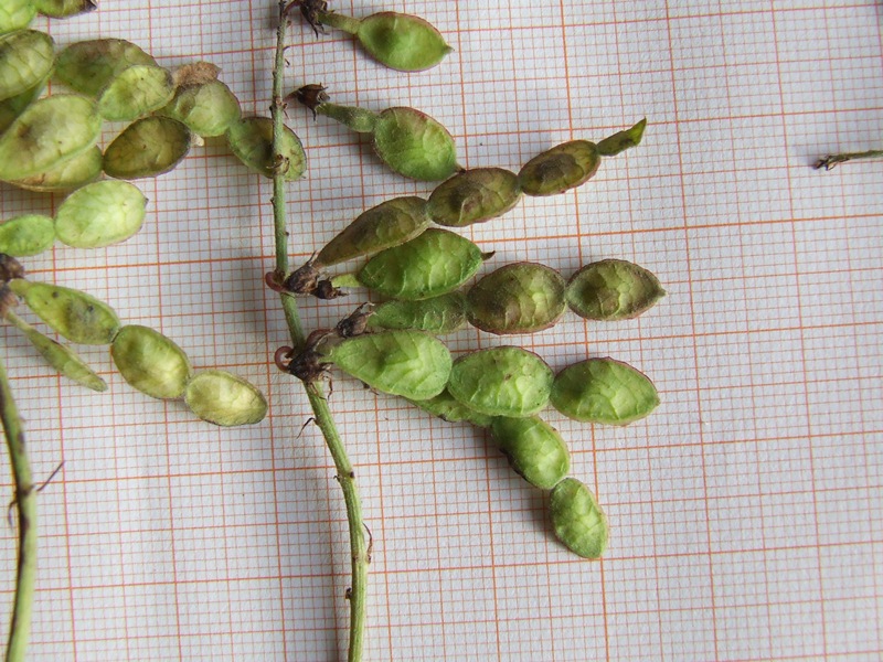 <i>Hedysarum hedysaroides</i> (L.) Schinz & Thell. subsp. <i>exaltatum</i> (A.Kern.) Chrtková