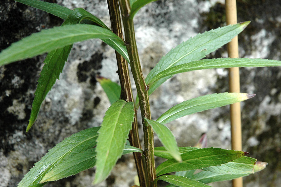 <i>Adenophora liliifolia</i> (L.) Ledeb. ex A.DC.