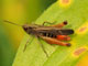 Orthoptera