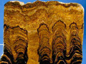 Stromatoliti del Neoproterozoico