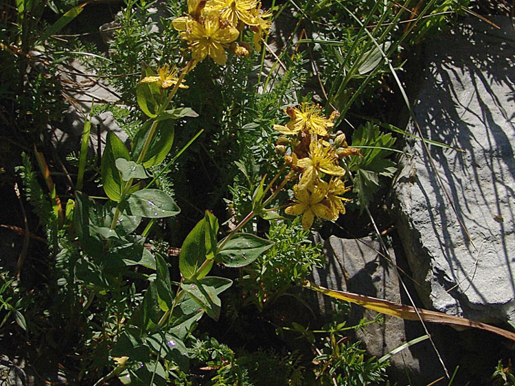 <i>Hypericum richeri</i> Vill. subsp. <i>richeri</i>
