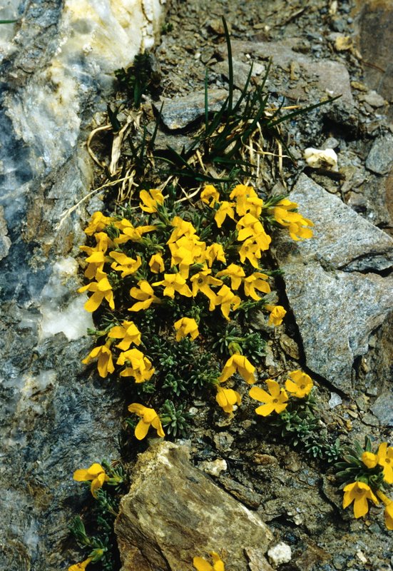 <i>Androsace vitaliana</i> (L.) Lapeyr. subsp. <i>sesleri</i> (Buser ex Sünd.) Kress