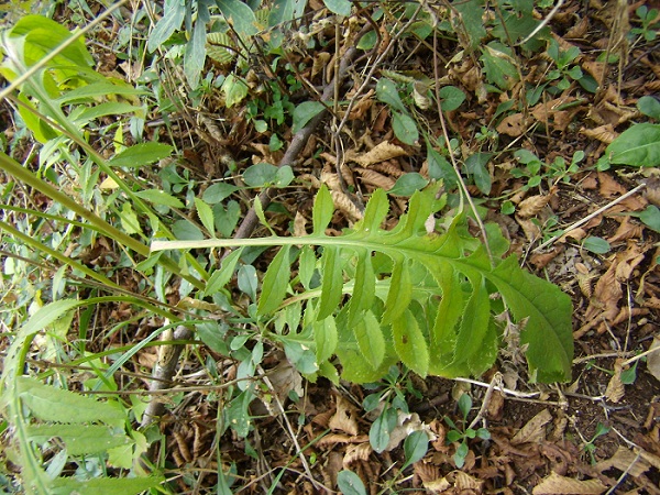 <i>Serratula tinctoria</i> L.