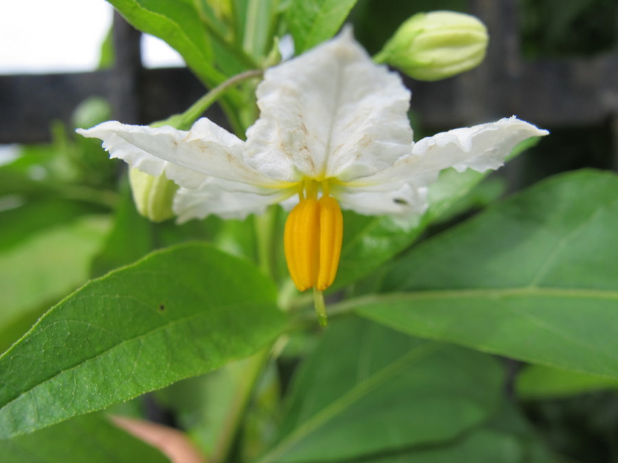 <i>Solanum bonariense</i> L.