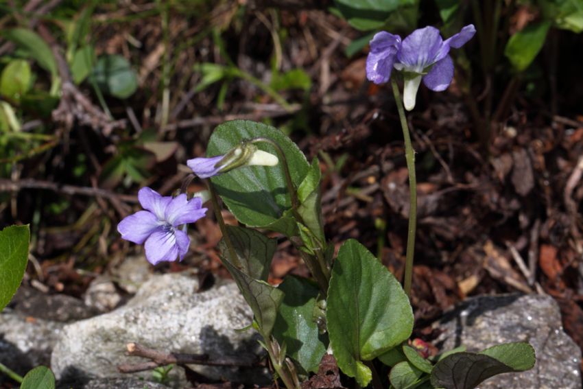<i>Viola laricicola</i> Marcussen