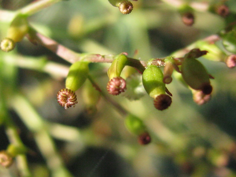 <i>Centranthus ruber</i> (L.) DC. subsp. <i>ruber</i>