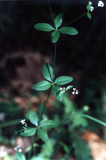<i>Asperula laevigata</i> L.