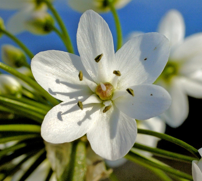 <i>Allium neapolitanum</i> Cirillo