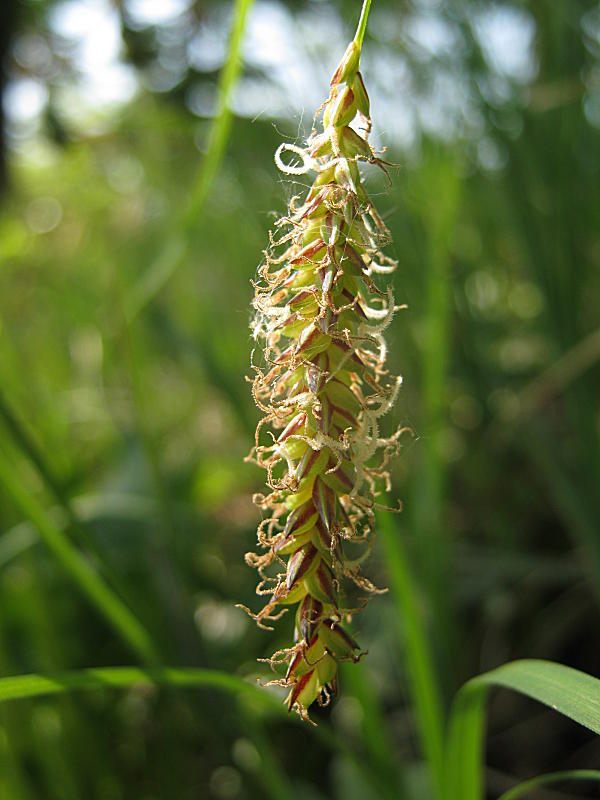 <i>Carex flacca</i> Schreb.