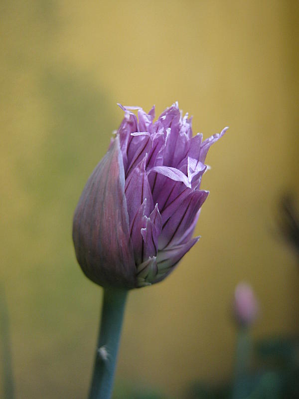 <i>Allium schoenoprasum</i> L.
