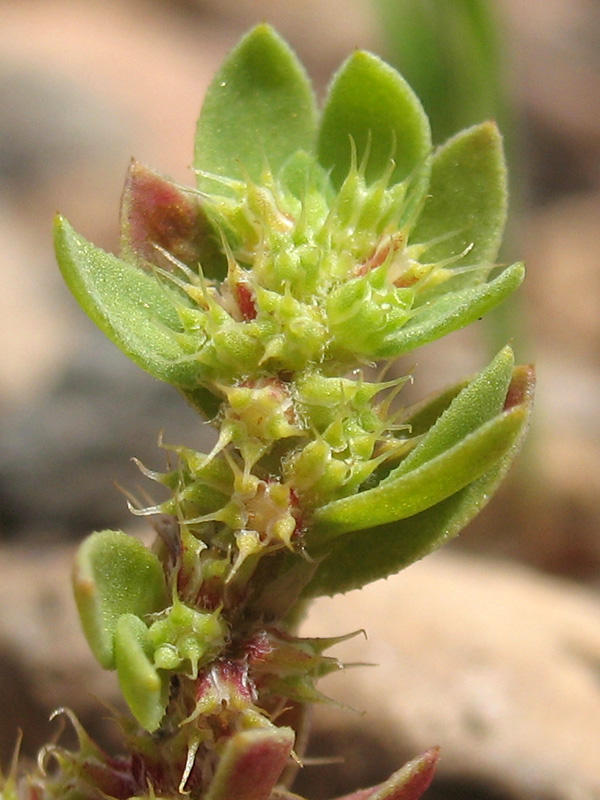 <i>Paronychia echinulata</i> Chater