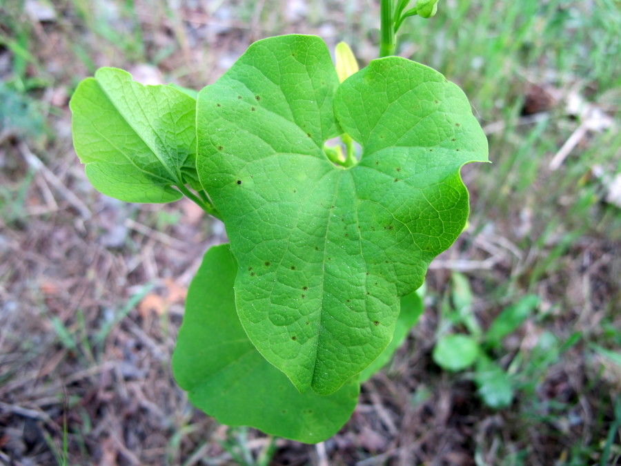 <i>Aristolochia clematitis</i> L.