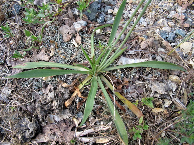 <i>Armeria arenaria</i> (Pers.) F.Dietr.