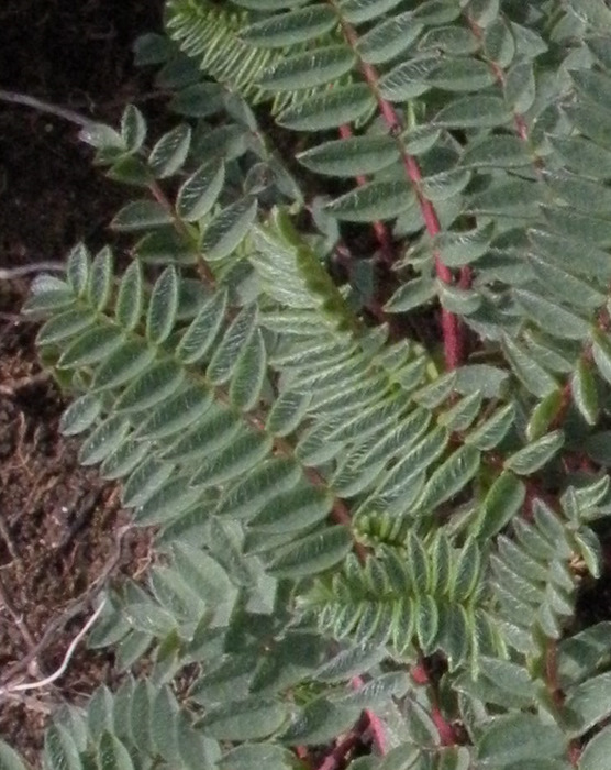 <i>Oxytropis montana</i> (L.) DC.