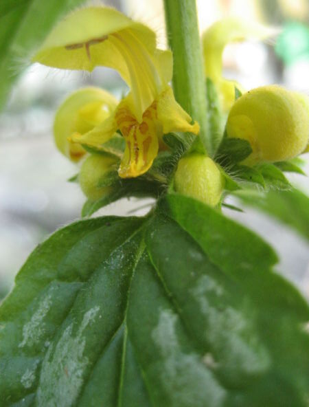 <i>Lamium galeobdolon</i> (L.) L. subsp. <i>argentatum</i> (Smejkal) J.Duvign.