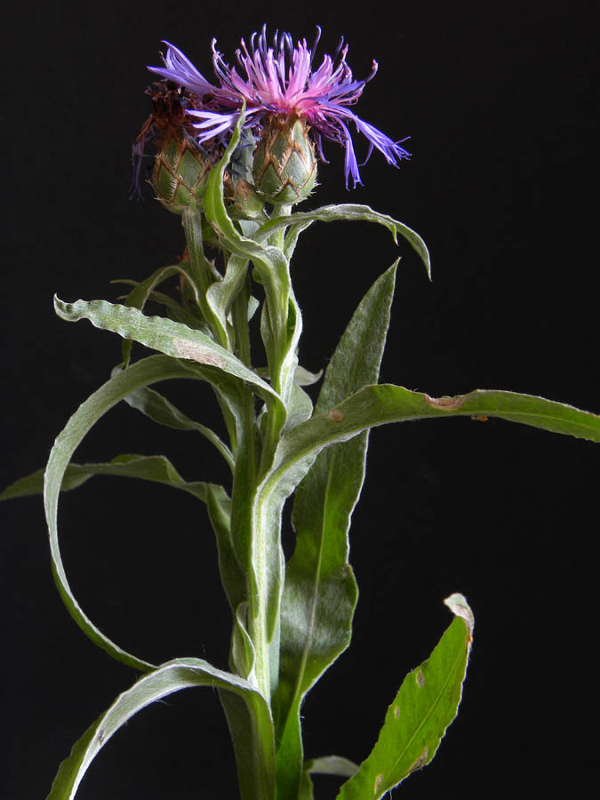 <i>Centaurea triumfettii</i> All.