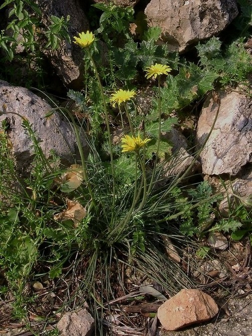 <i>Gelasia villosa</i> (Scop.) Cass. subsp. <i>columnae</i> (Guss.) Bartolucci, Galasso & F.Conti