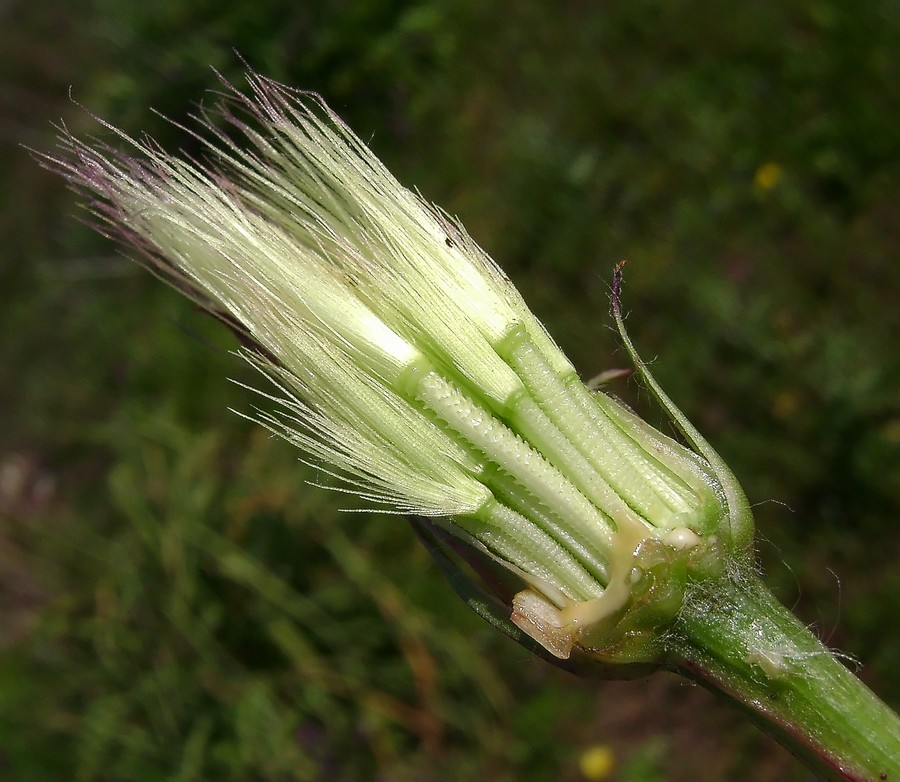 <i>Gelasia villosa</i> (Scop.) Cass. subsp. <i>columnae</i> (Guss.) Bartolucci, Galasso & F.Conti