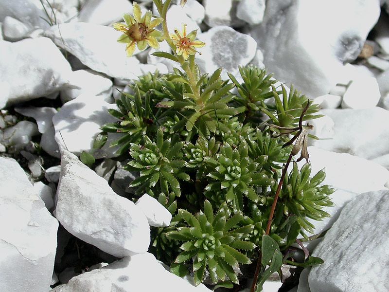 <i>Saxifraga aizoides</i> L.