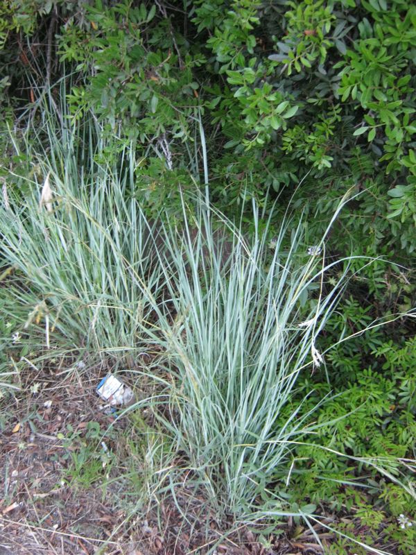 <i>Hyparrhenia hirta</i> (L.) Stapf subsp. <i>hirta</i>