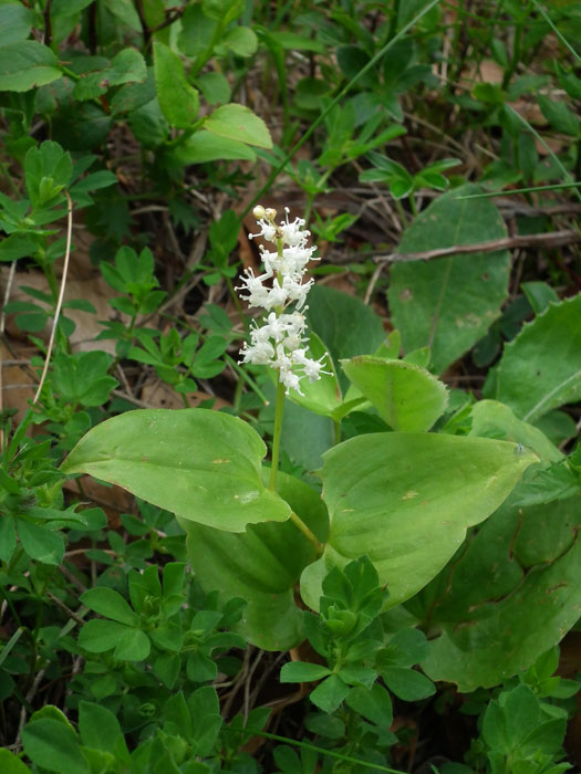 <i>Maianthemum bifolium</i> (L.) F.W.Schmidt
